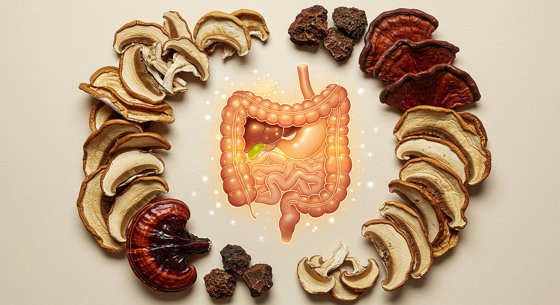 Functional mushroom blends arranged with glowing gut and immune system illustration for natural wellness