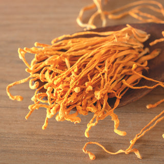 Cordyceps